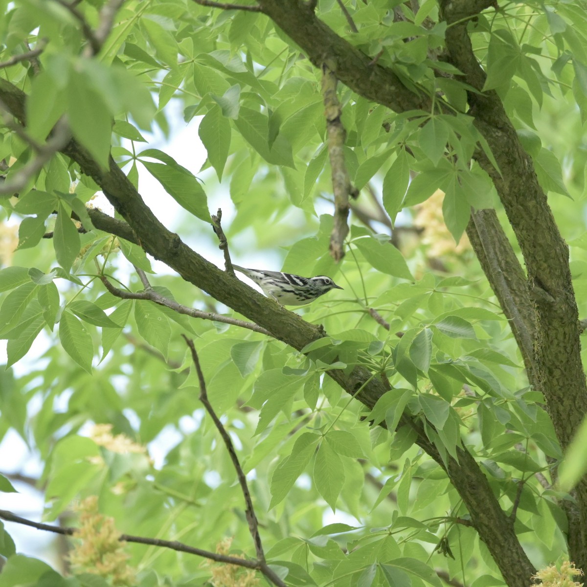 Black-and-white Warbler - ML618349414