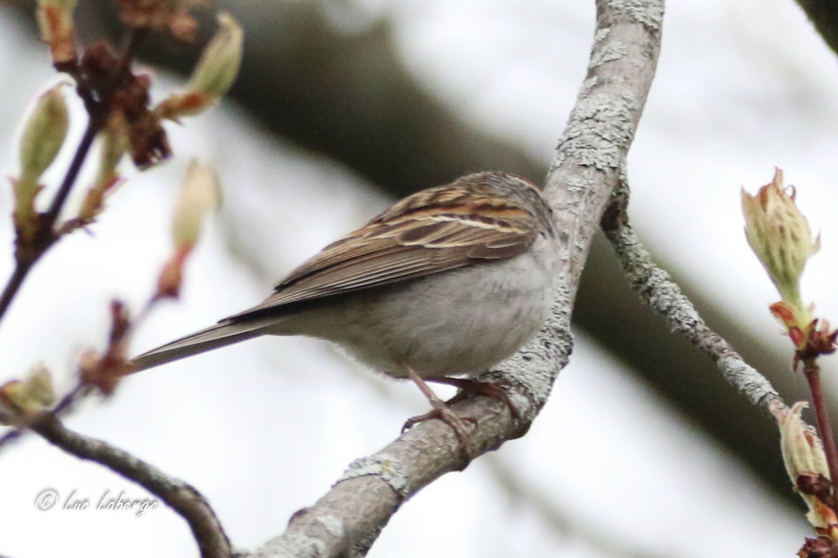 Chipping Sparrow - Luc Laberge