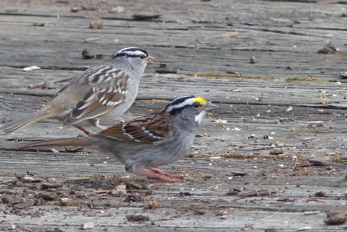 White-throated Sparrow - ML618349482