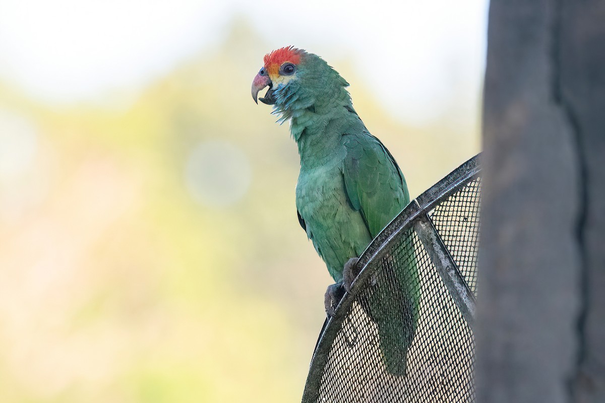 Red-browed Parrot - ML618349506