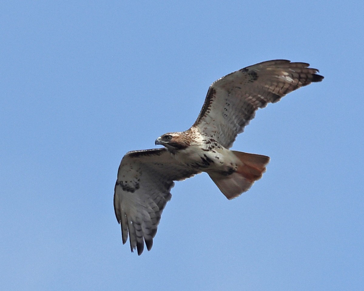Red-tailed Hawk - ML618349507