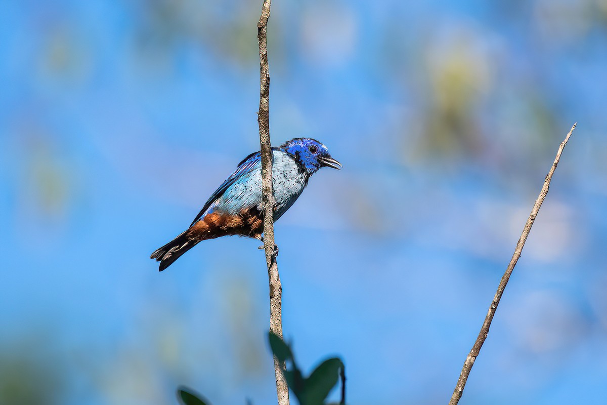 Opal-rumped Tanager (Silver-breasted) - ML618349511