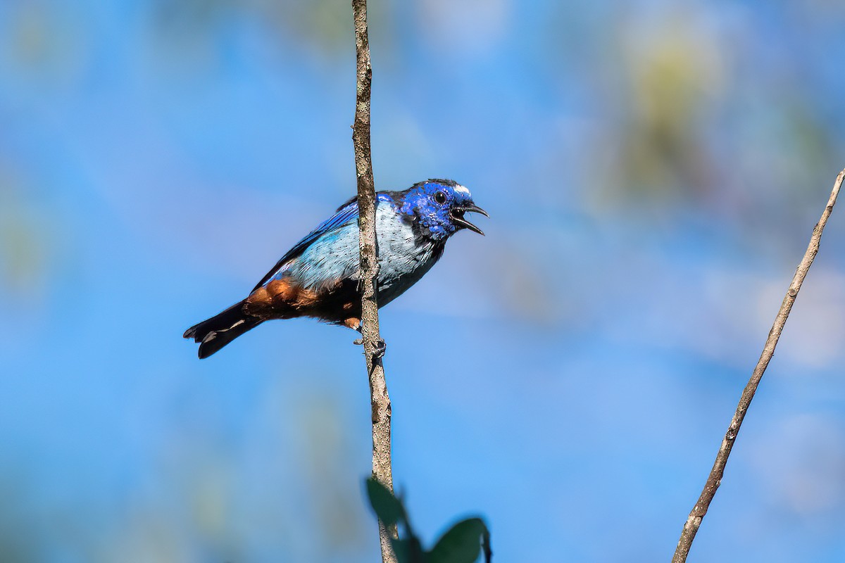 Opal-rumped Tanager (Silver-breasted) - ML618349514