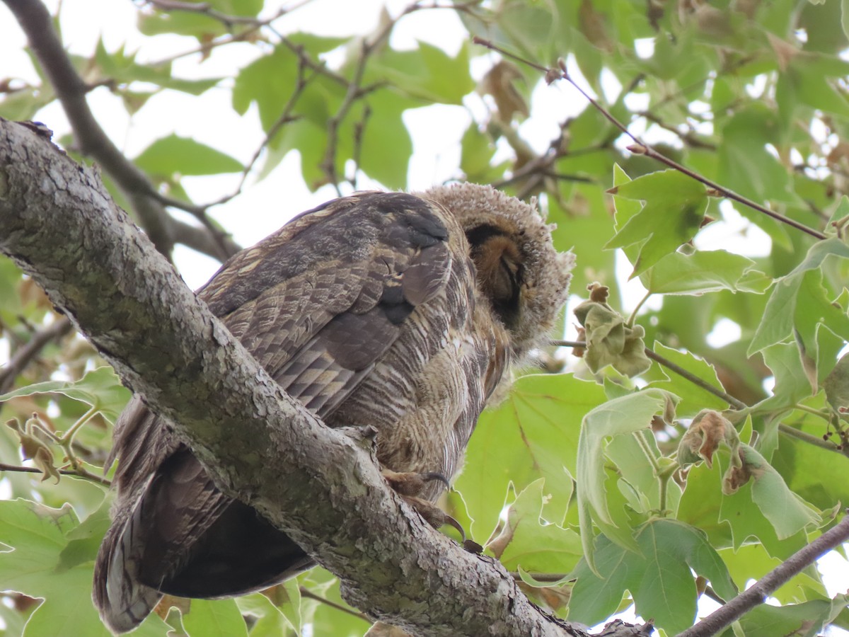 Great Horned Owl - ML618349516