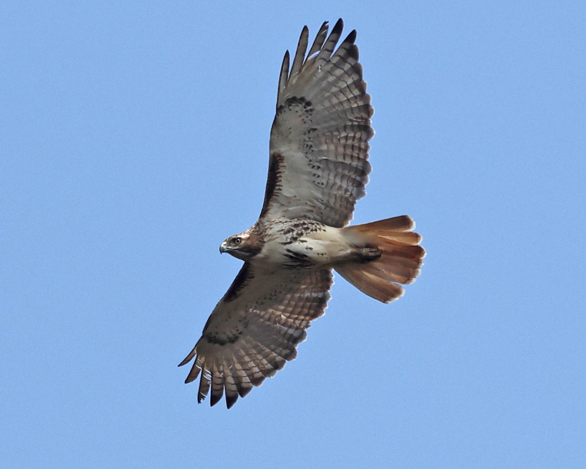 Red-tailed Hawk - ML618349519
