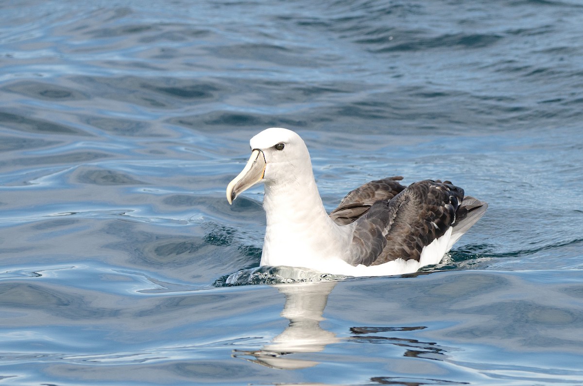 albatros snarský - ML618349540