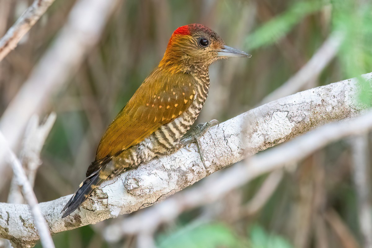 Red-stained Woodpecker - ML618349549