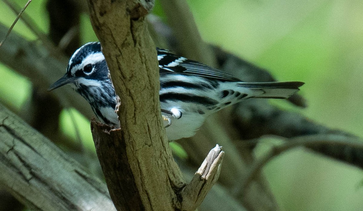 Black-and-white Warbler - ML618349550