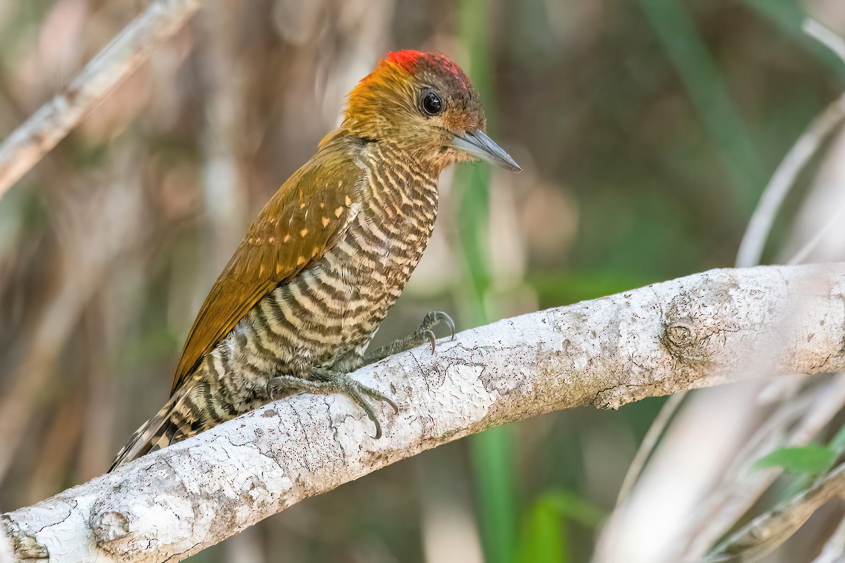 Red-stained Woodpecker - ML618349551