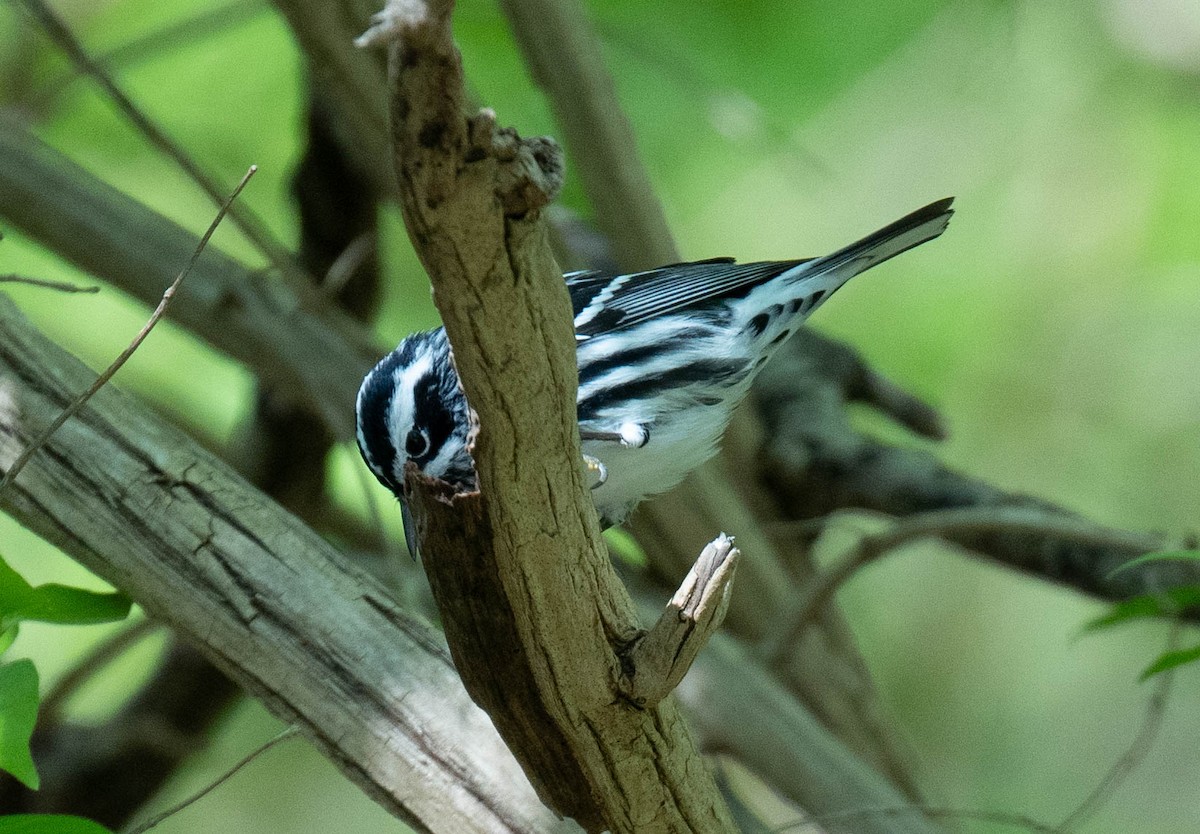 Black-and-white Warbler - ML618349552