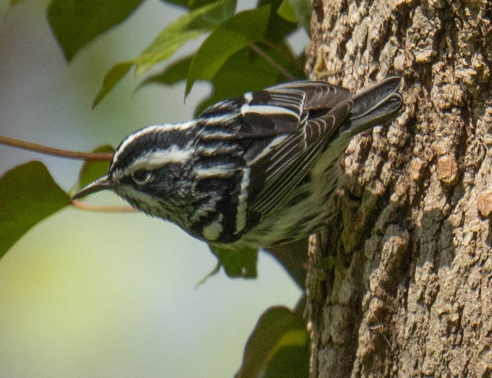 Black-and-white Warbler - ML618349553