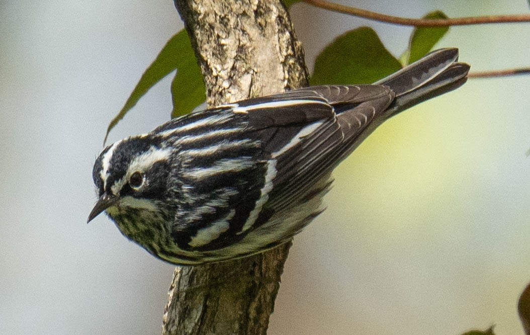 Black-and-white Warbler - ML618349554