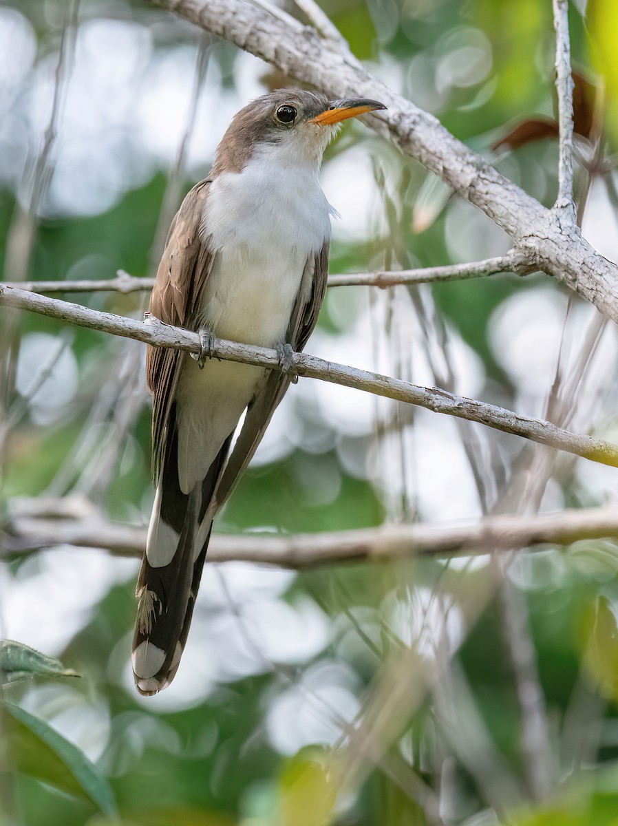 Pearly-breasted Cuckoo - ML618349558