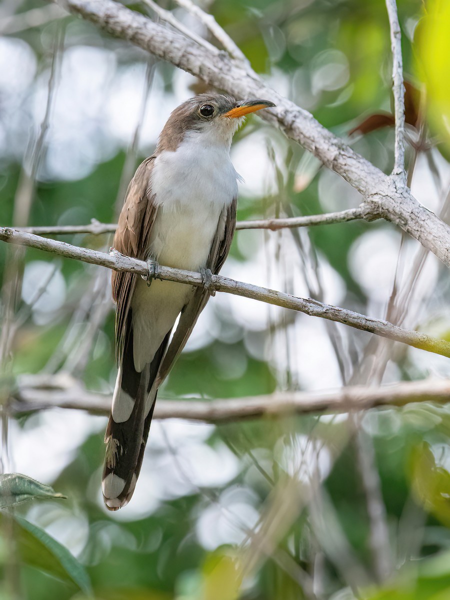Pearly-breasted Cuckoo - ML618349559
