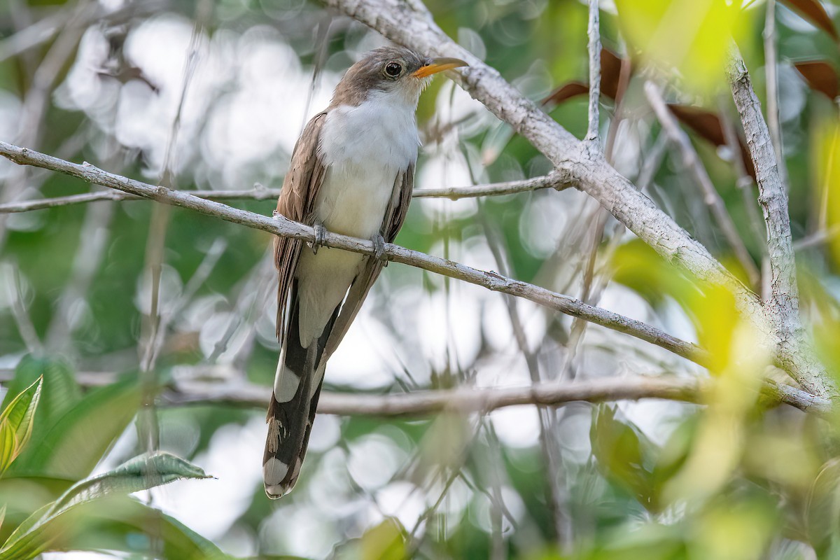 Pearly-breasted Cuckoo - ML618349560