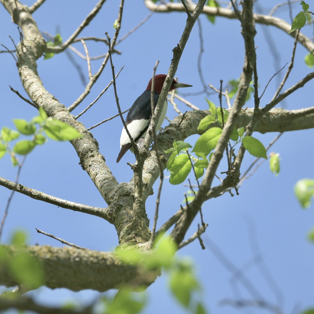 Red-headed Woodpecker - ML618349567