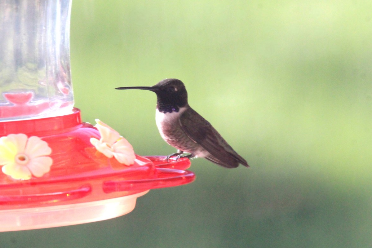 Black-chinned Hummingbird - Jedediah Smith