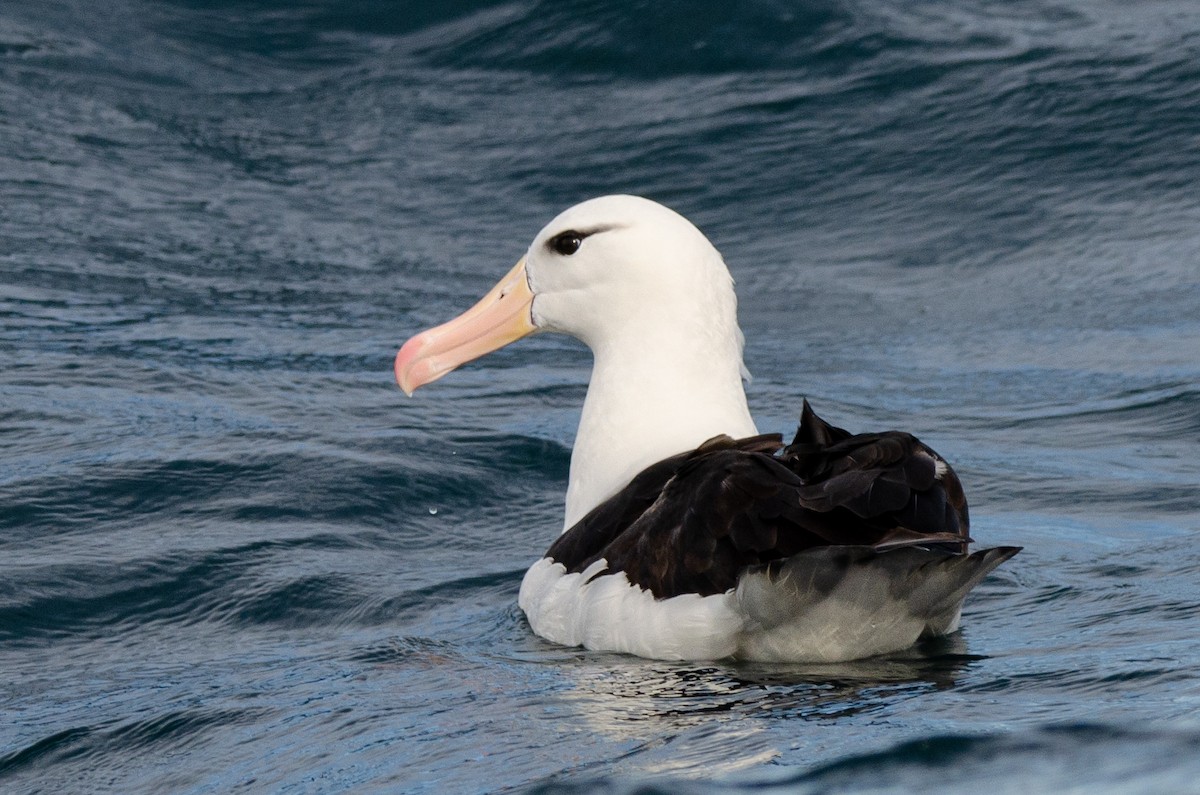 Albatros bekainduna (melanophris) - ML618349577