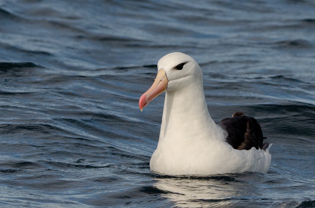 Black-browed Albatross (Black-browed) - Manuel Pinochet Rojas