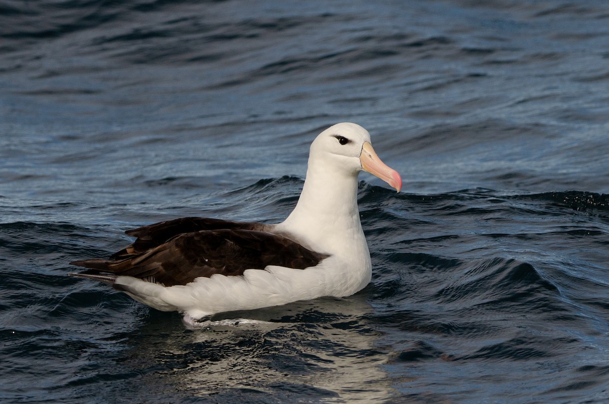 Albatros à sourcils noirs (melanophris) - ML618349579