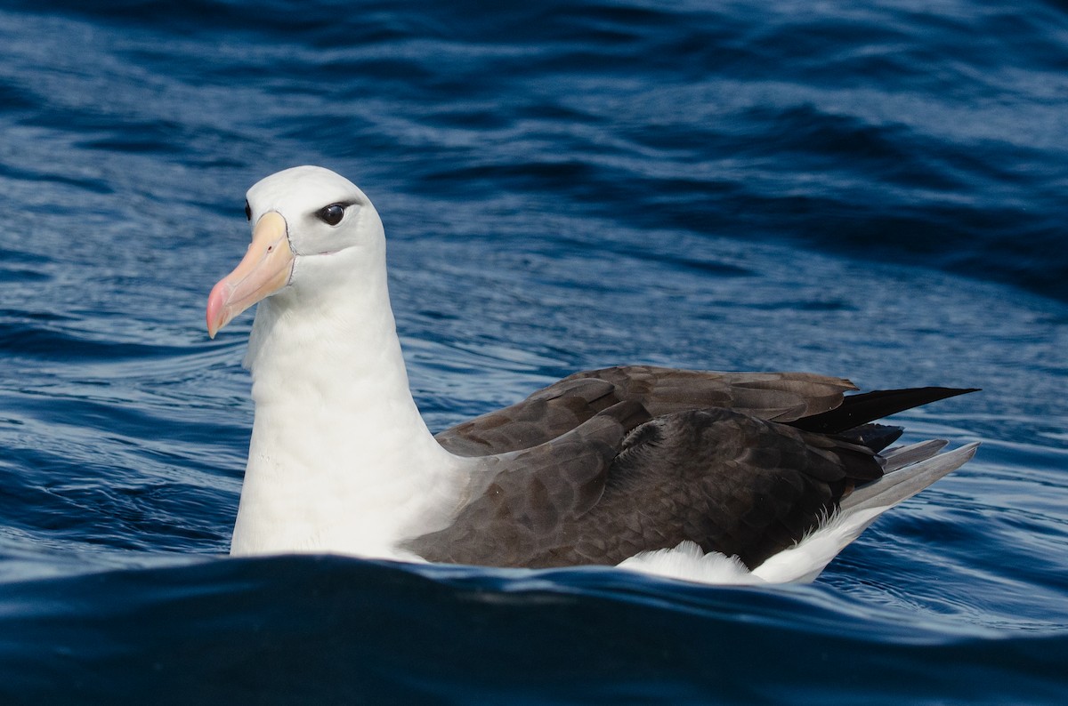 Kara Kaşlı Albatros (melanophris) - ML618349580