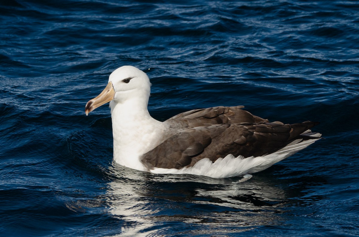 Чернобровый альбатрос (melanophris) - ML618349582