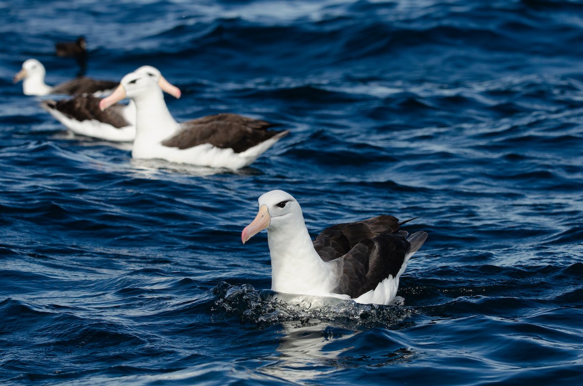 albatros černobrvý (ssp. melanophris) - ML618349584