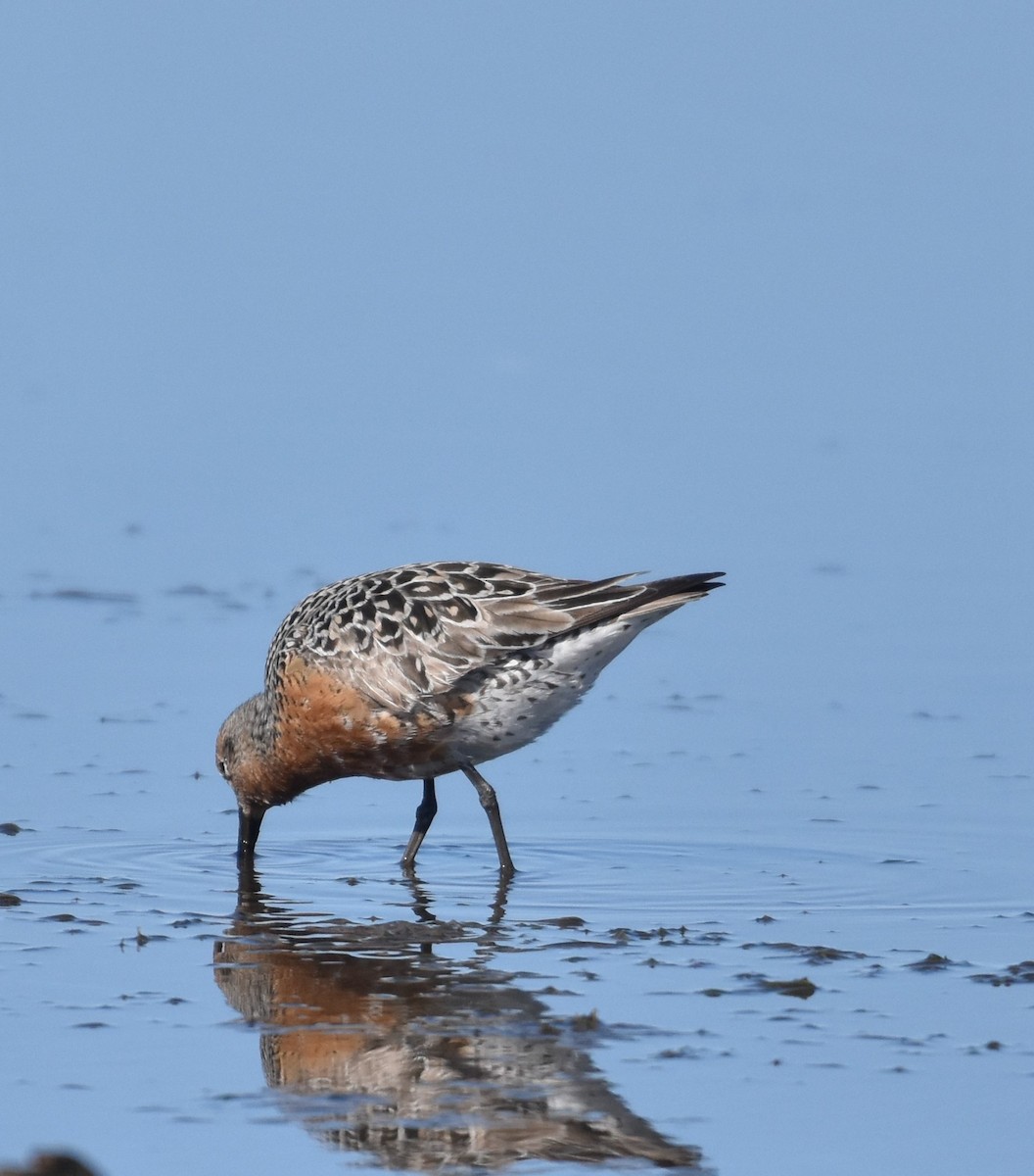 Red Knot - ML618349605