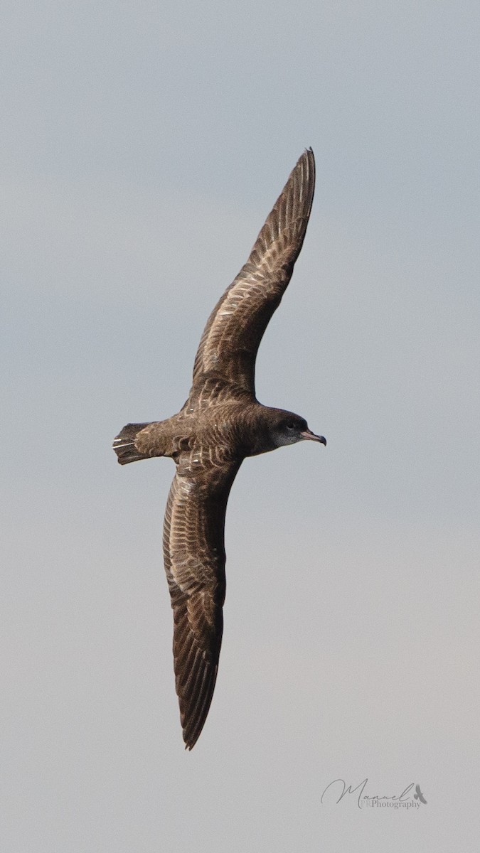 Pink-footed Shearwater - ML618349636