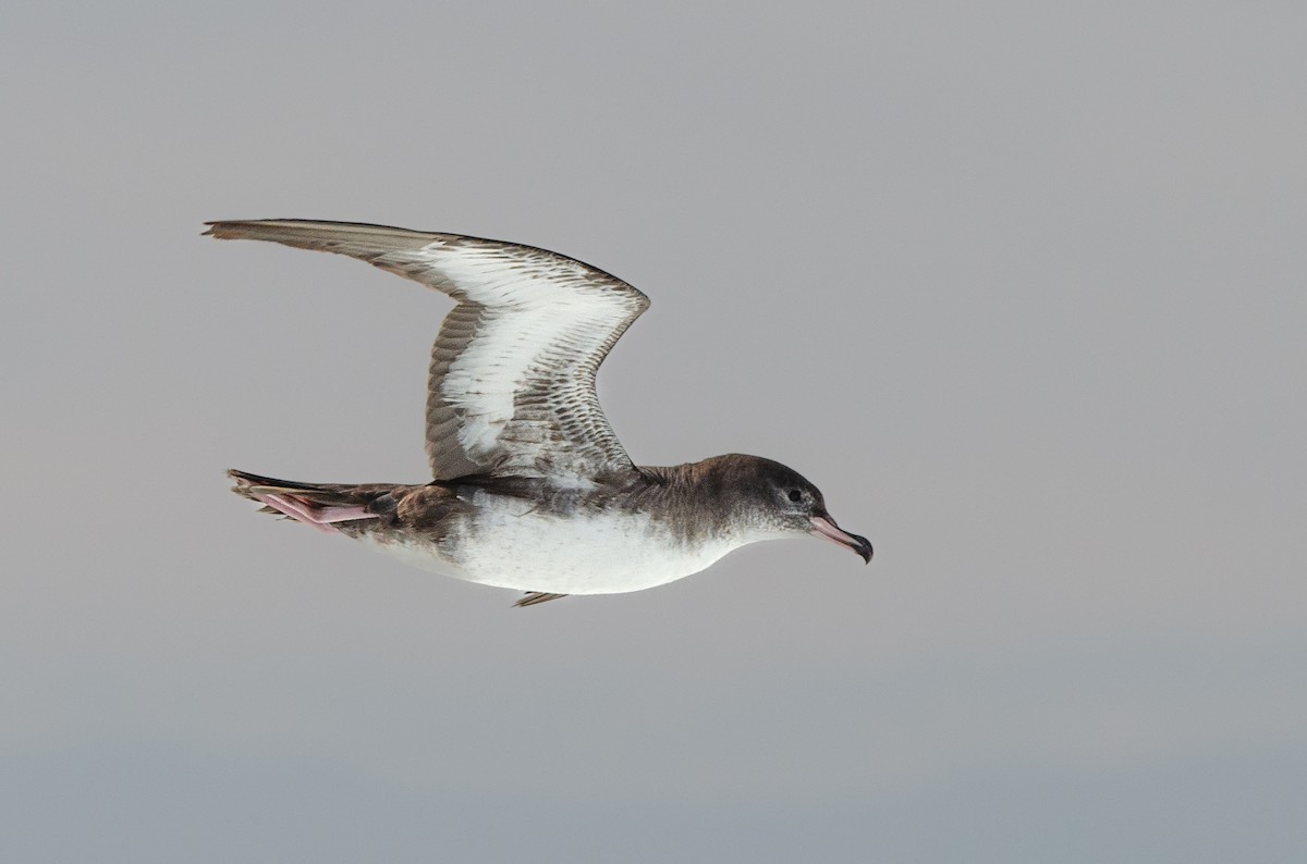 Pink-footed Shearwater - ML618349637
