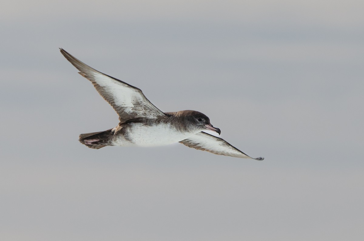 Pink-footed Shearwater - ML618349640
