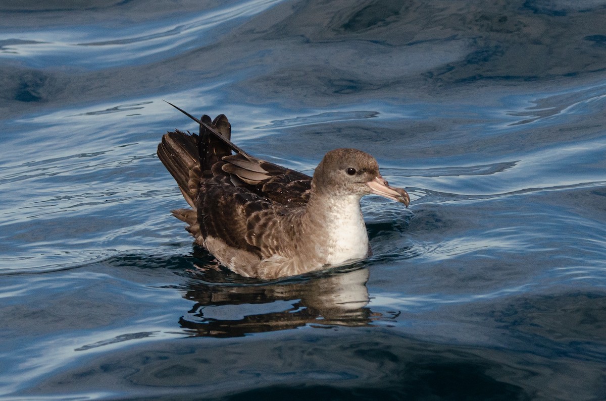 Pink-footed Shearwater - ML618349641