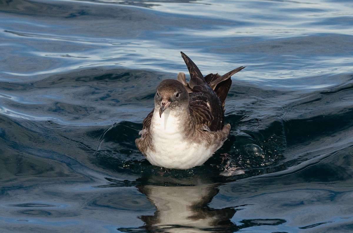 Pink-footed Shearwater - ML618349642