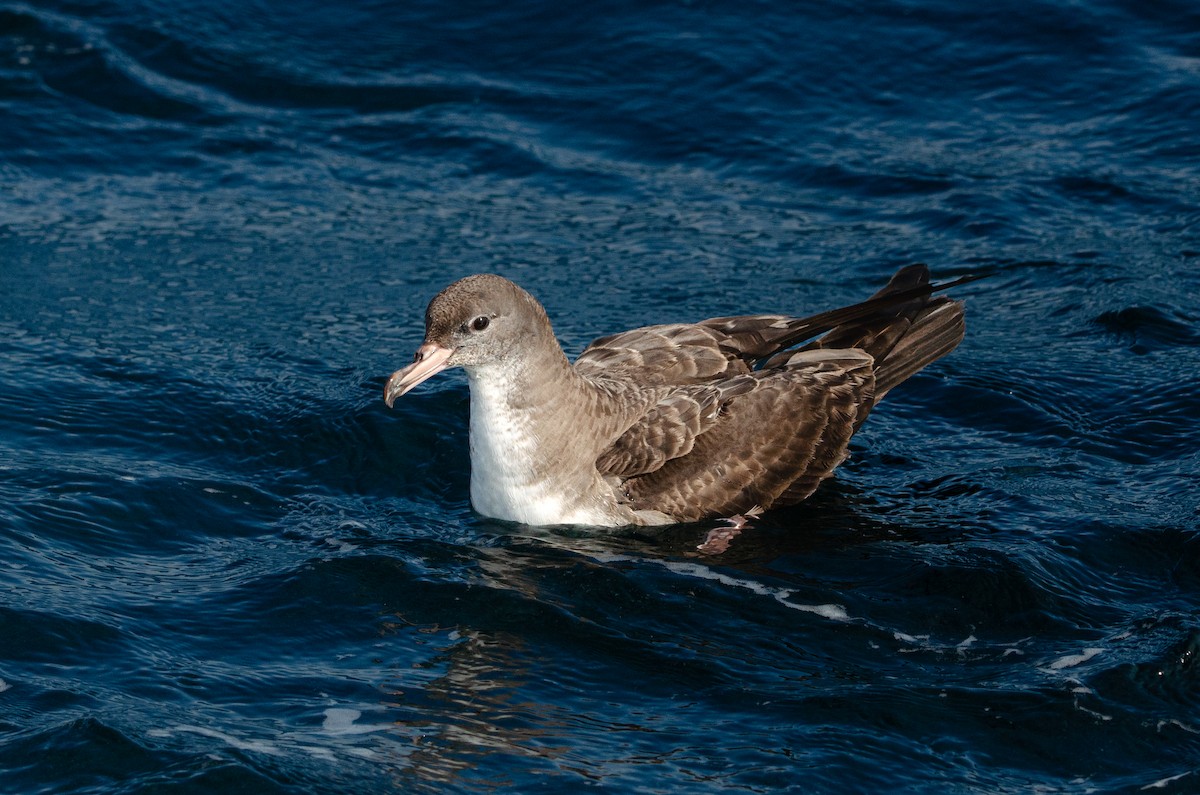 Pink-footed Shearwater - ML618349644