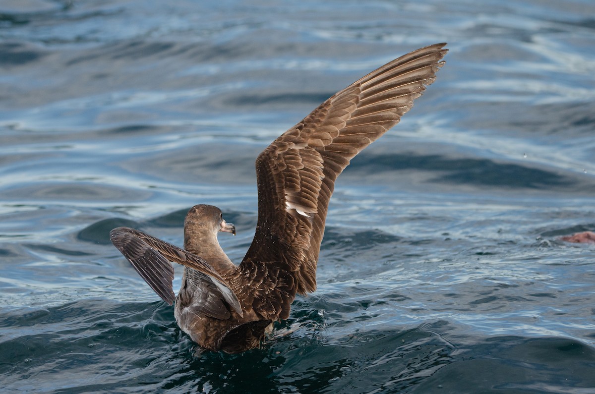 Pink-footed Shearwater - ML618349646
