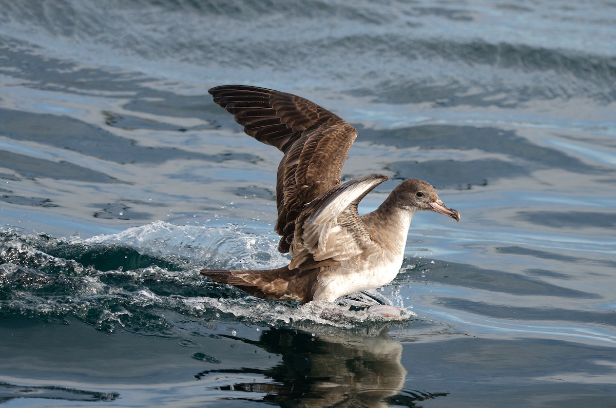 Pink-footed Shearwater - ML618349649