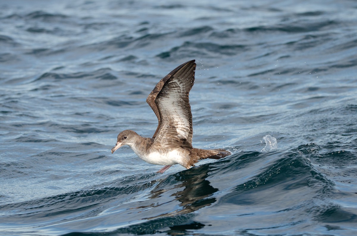 Pink-footed Shearwater - ML618349650
