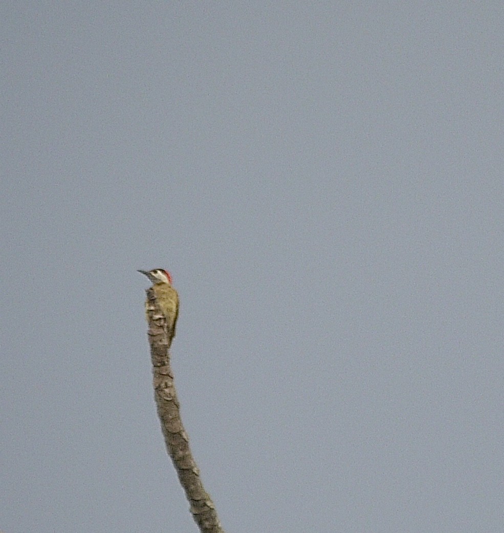 Spot-breasted Woodpecker - ML618349671