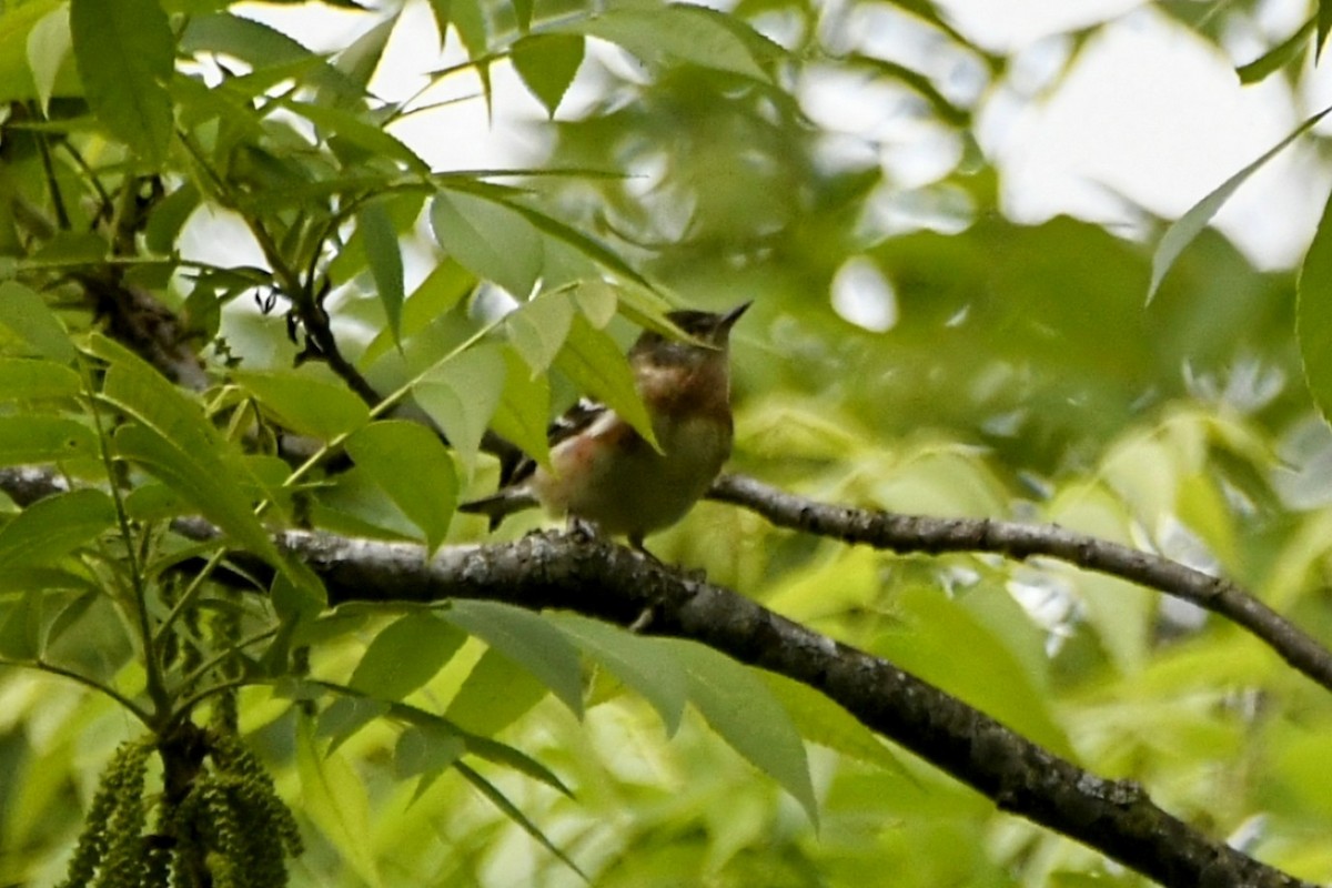 Bay-breasted Warbler - ML618349682