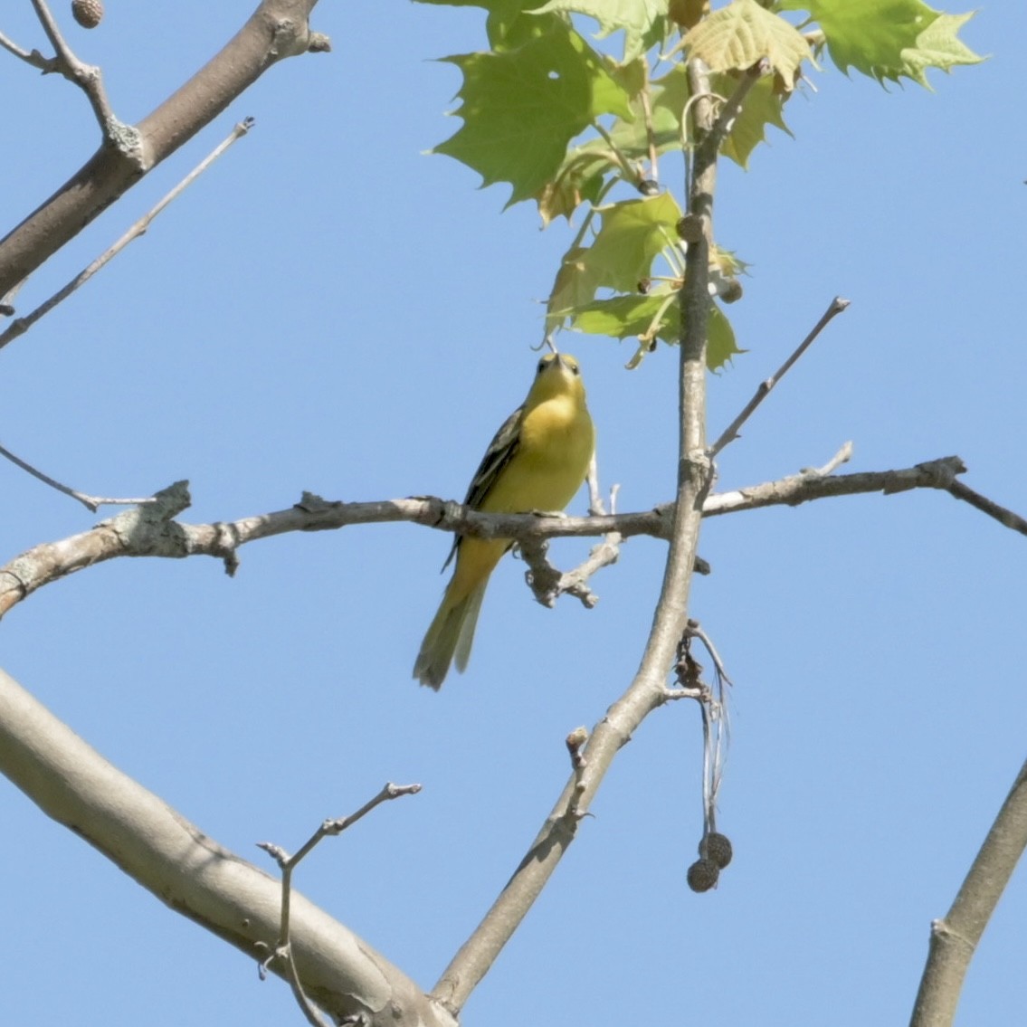 Orchard Oriole - ML618349691