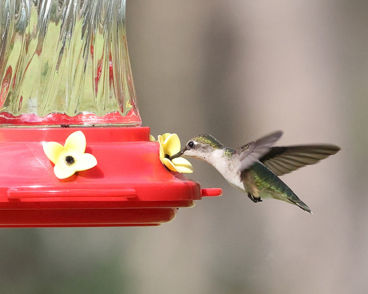 Ruby-throated Hummingbird - ML618349697