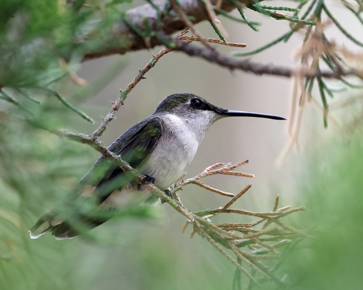 Ruby-throated Hummingbird - Tom Murray