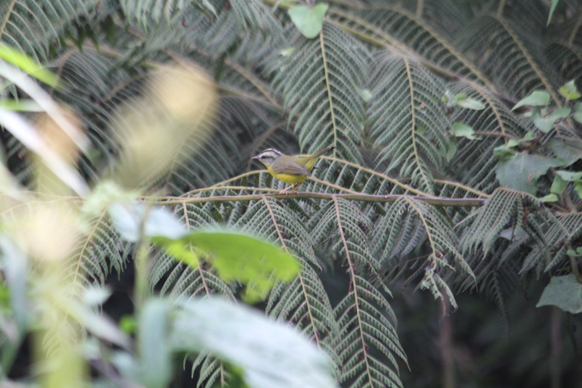 Golden-crowned Warbler - Miguel Peiter