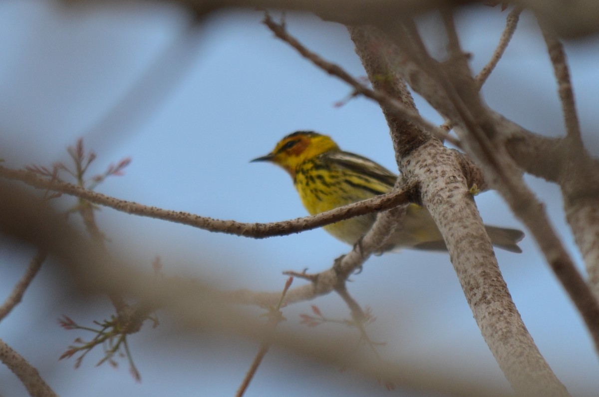 Cape May Warbler - ML618349748
