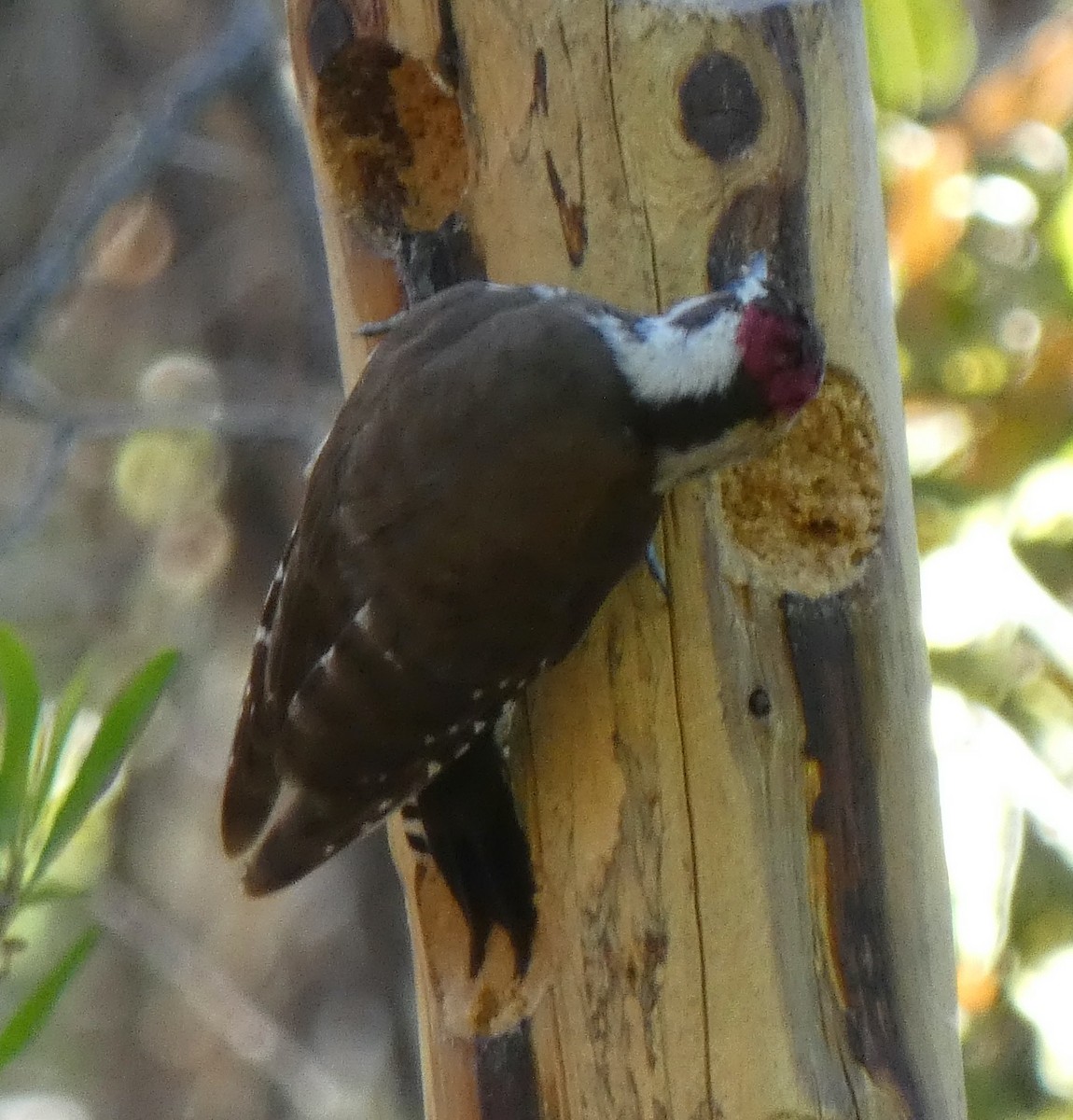 Arizona Woodpecker - ML618349752