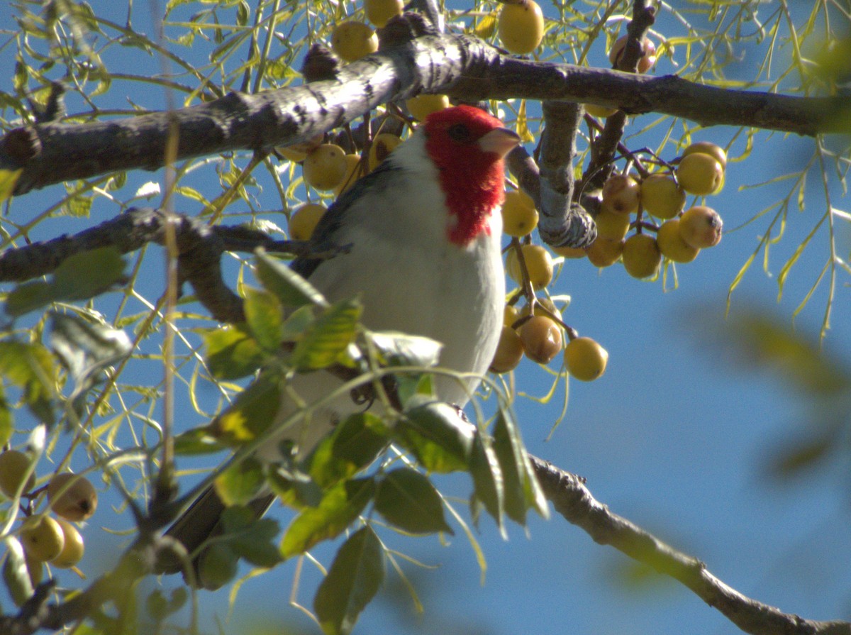 Red-crested Cardinal - ML618349755
