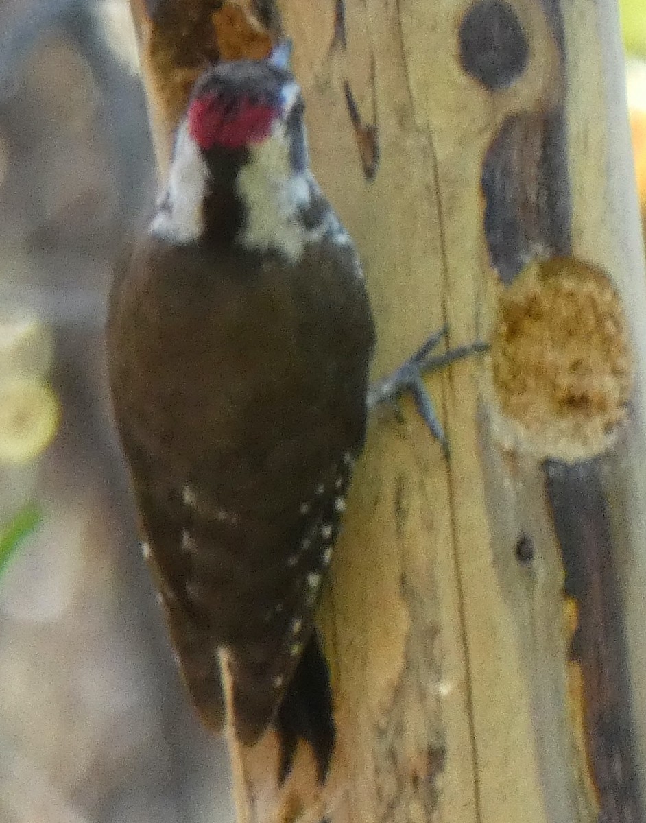 Arizona Woodpecker - ML618349758