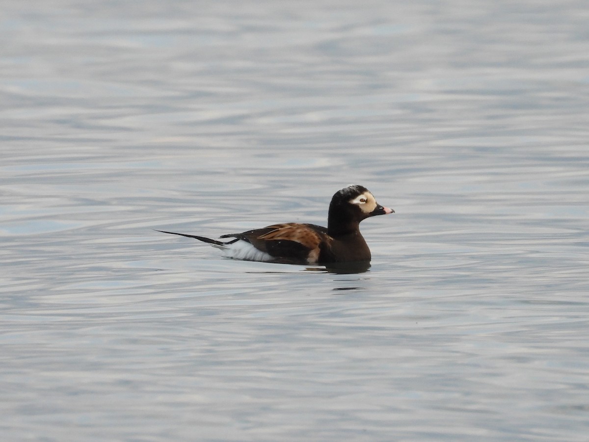 Long-tailed Duck - ML618349768
