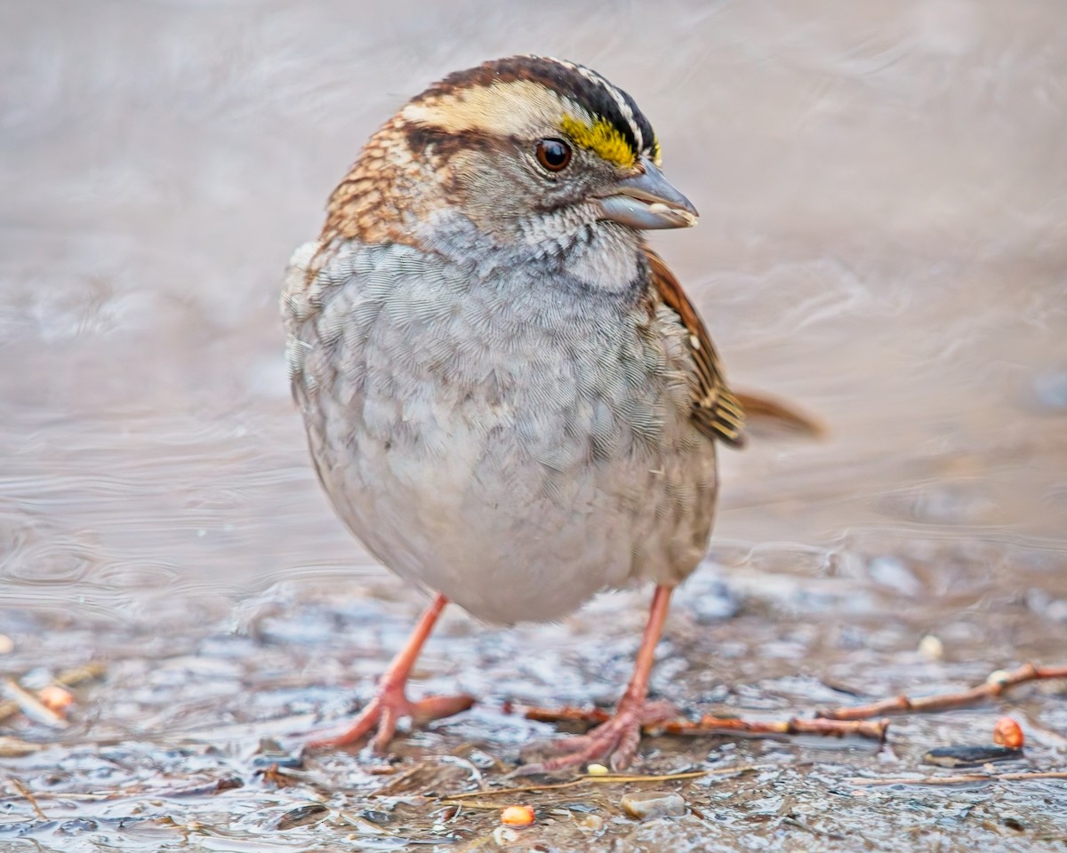 White-throated Sparrow - Frank Letniowski