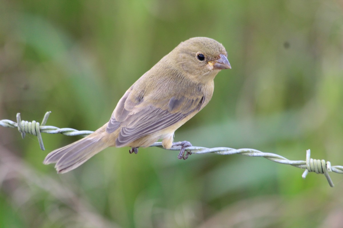 Double-collared Seedeater - ML618349786